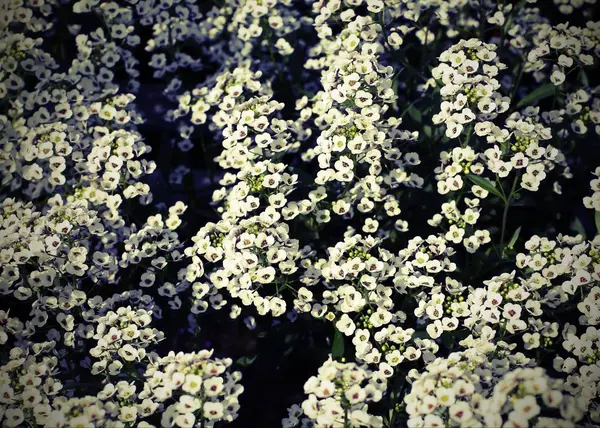 Achtergrond van veel kleine bloemen van lobularia maritima — Stockfoto