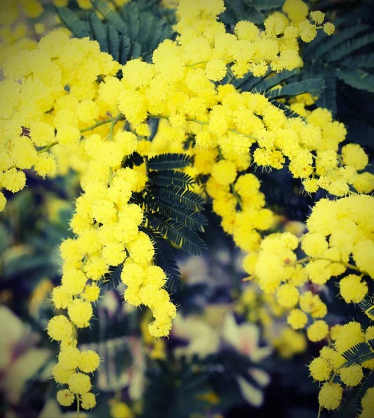 Tło uroda stylu vintage kwiaty mimosa żółty — Zdjęcie stockowe