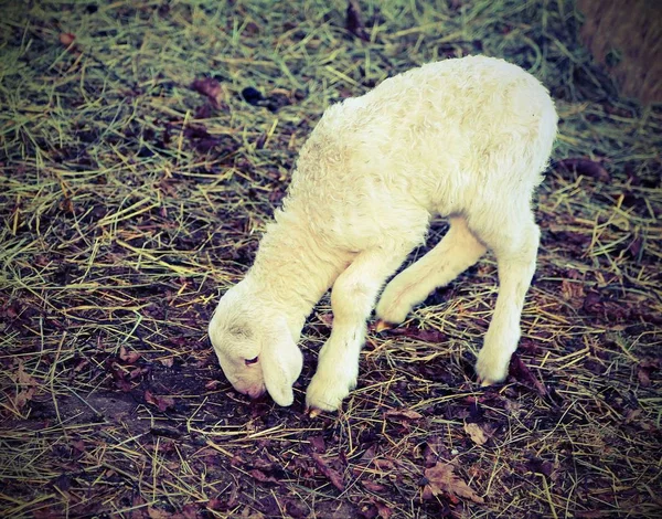 Lamb with soft woolen white fur with vintage effect — Stock Photo, Image