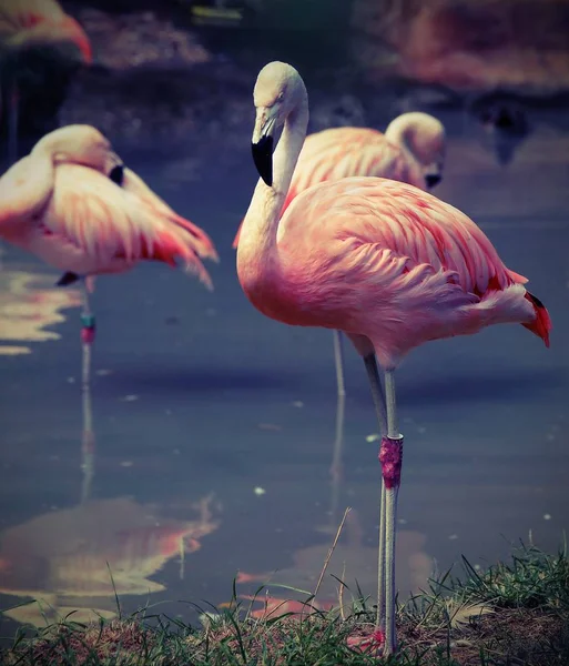 Pink flamingo with colored feathers and long beak with vintage e — Stock Photo, Image