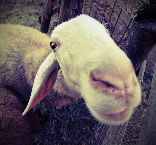 Focinho de uma ovelha fotografada com lente de fisheye — Fotografia de Stock