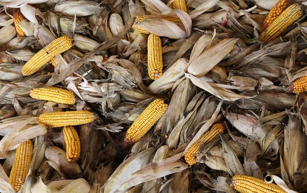 Mazorcas de maíz con hermosas semillas de maíz después de la cosecha — Foto de Stock