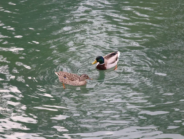 两只鸭子在平静的湖里游泳 — 图库照片