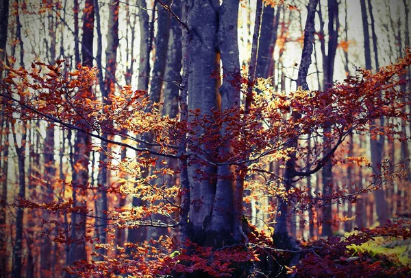 落葉樹の葉の森 — ストック写真