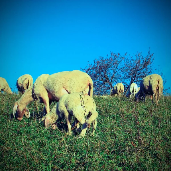 Πρόβατα σε κοπάδια που βόσκουν στα βουνά — Φωτογραφία Αρχείου