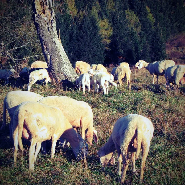 Pecore in greggi al pascolo in montagna — Foto Stock