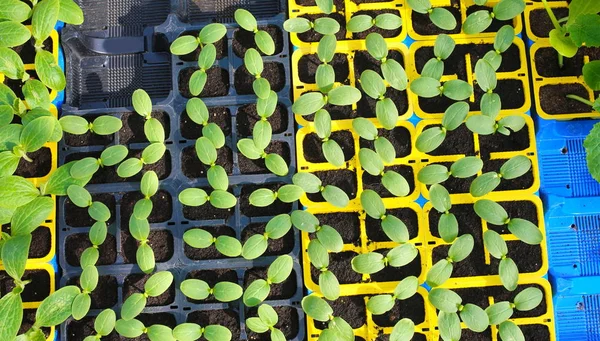 Plants of zucchini — Stock Photo, Image