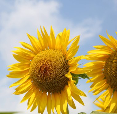 Sarı yaprakları ve mavi gökyüzü arka plan ayçiçeği
