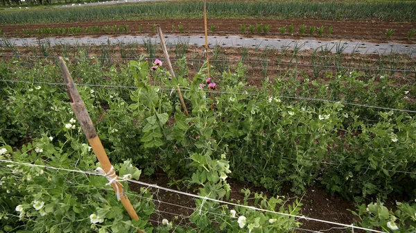 Many peas plants on the farm using organic fertilizers — Stock Photo, Image