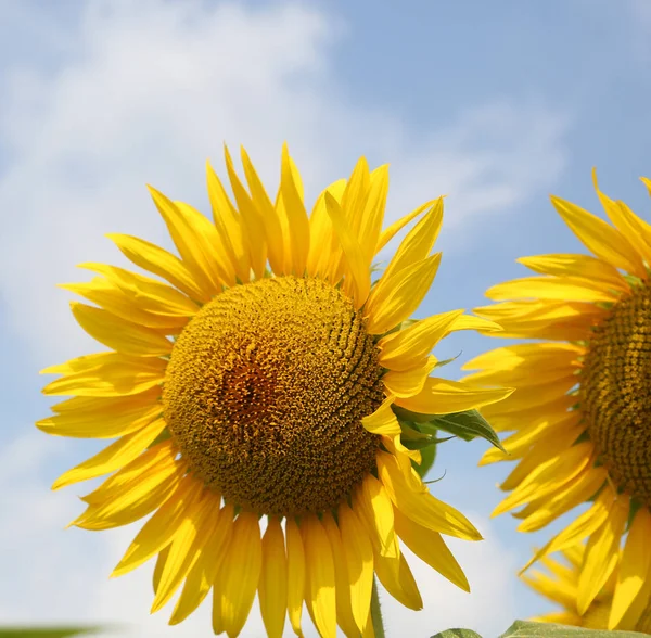 Zonnebloem met gele bloemblaadjes en een blauwe hemelachtergrond — Stockfoto