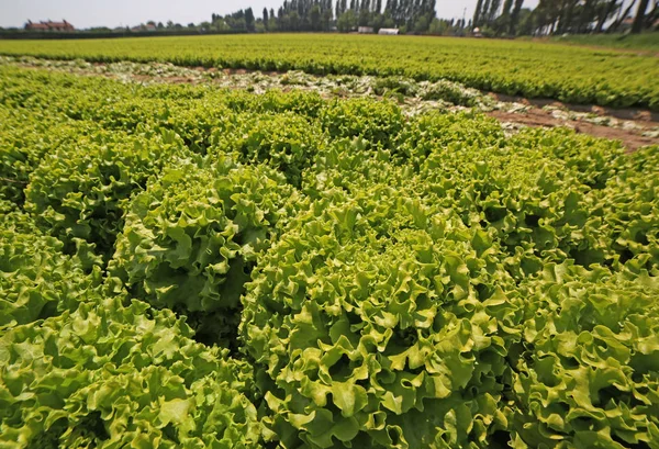 Brett odling av lummiga sallad under tillväxt på sommaren — Stockfoto