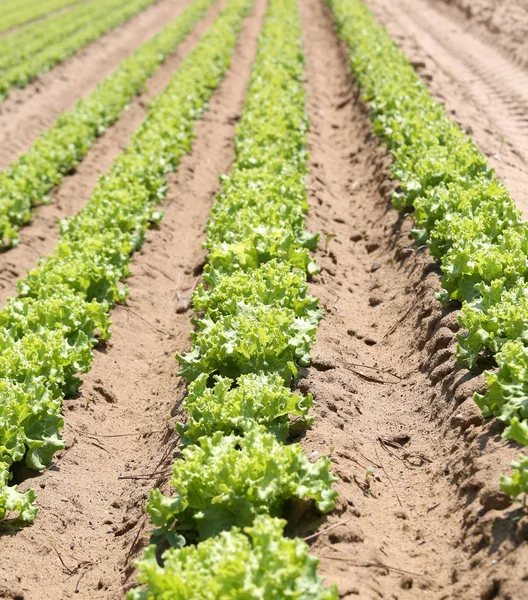 Rader av grön sallad i Po-dalen i Italien — Stockfoto