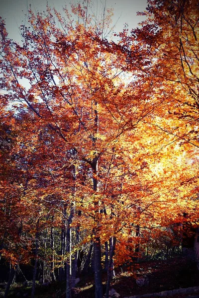 カラフルな葉の間で太陽フィルターと秋の風景 — ストック写真