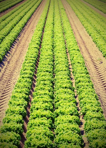 Laitue verte dans le champ cultivé en été avec eff vintage — Photo