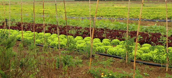 Grön sallad i stor köksträdgård — Stockfoto