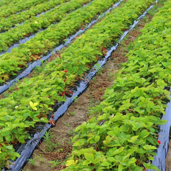 Intensiv odling i ett fält av jordgubbar — Stockfoto
