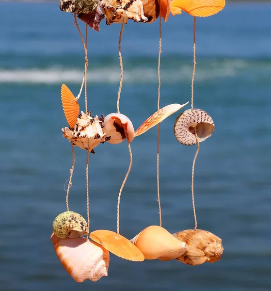 shells hanging from a wire to decorate the House
