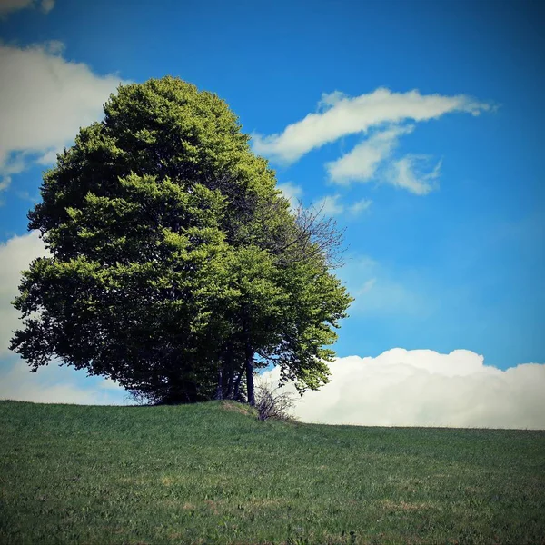 Árbol en medio del prado en verano con efecto vintage — Foto de Stock