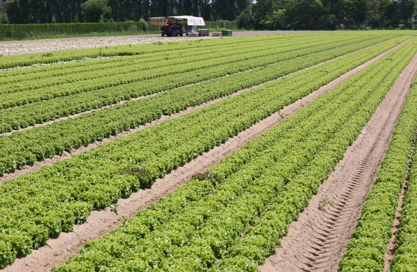 Largas filas de lechuga verde en el campo cultivado en verano — Foto de Stock