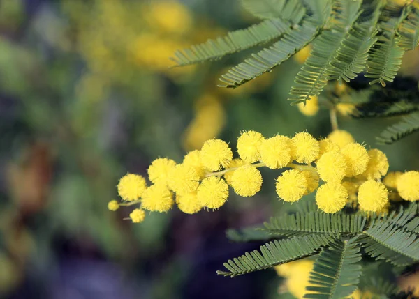 Жовта квітка Мімози розквітла на початку весни символ цілого — стокове фото