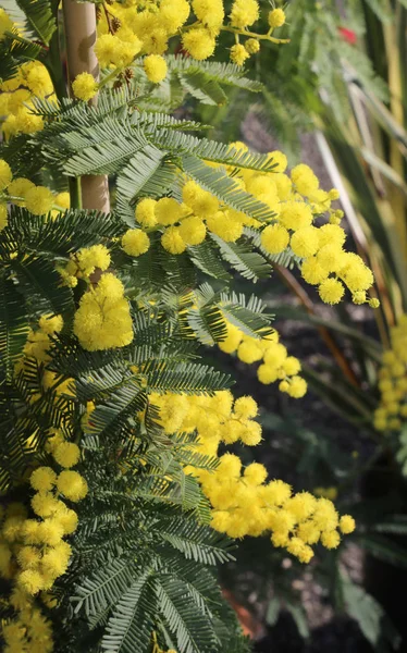 Fiori di mimosa gialli simbolo di giorno internazionale di donne — Foto Stock