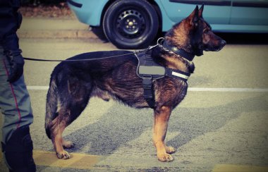 polis köpeği vintage etkisi ile Gözetleme sırasında