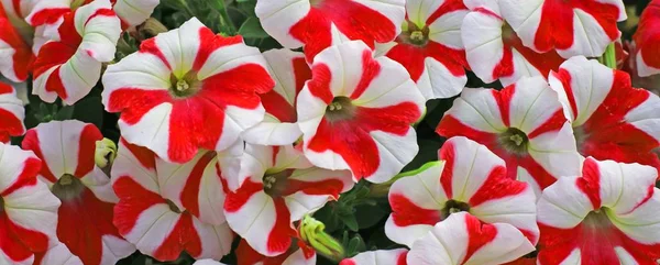 Flores de petúnia brancas e vermelhas na primavera — Fotografia de Stock