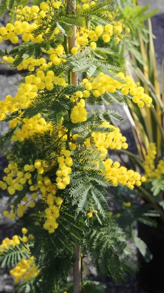 Mimosa las plantas en el símbolo de marzo del día internacional de la mujer —  Fotos de Stock