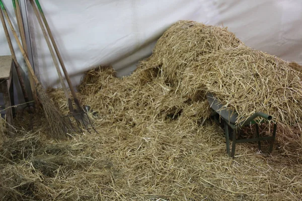 Carretilla en el granero llena de paja y heno de un animal lejano —  Fotos de Stock