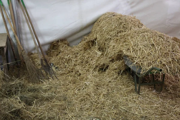 Wheelbarrow in the barn full of straw and hay from an animal far — Stock Photo, Image