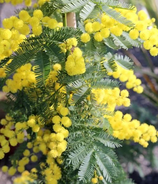 Жовта квітка рослин мімози символ кумира — стокове фото
