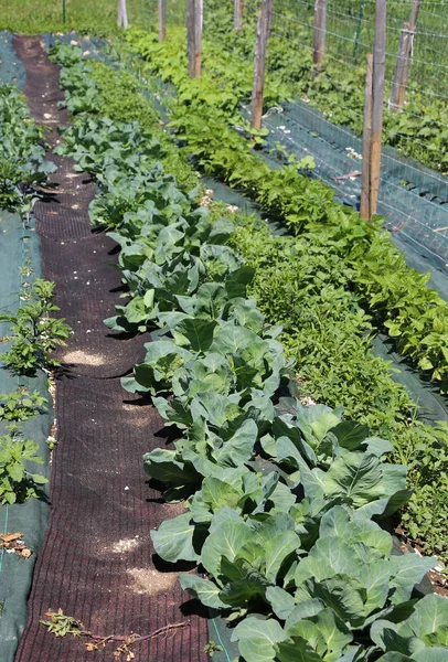 Huerta con coles y frijoles en el campo cultivado — Foto de Stock