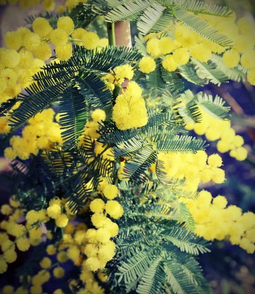 Flor amarilla de las plantas mimosas símbolo de la mujer internacional s d —  Fotos de Stock