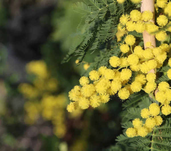 Sárga mimosa bloom jelképe s nemzetközi női ága — Stock Fotó