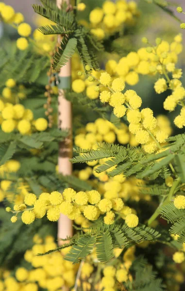 Mimosa in bloom — Stock Photo, Image