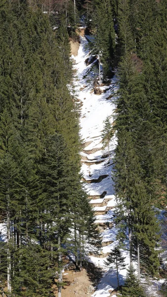 Schneeschlucht mitten im Nadelwald — Stockfoto