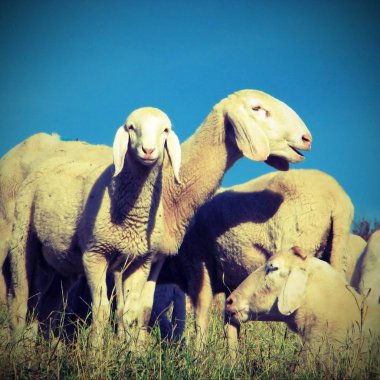 vintage etkisi ile otlatma koyun ile akın