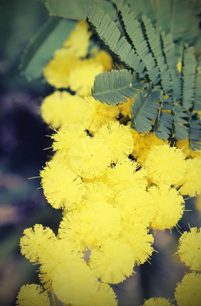 Mimosen-Blumen zum internationalen Frauentag — Stockfoto