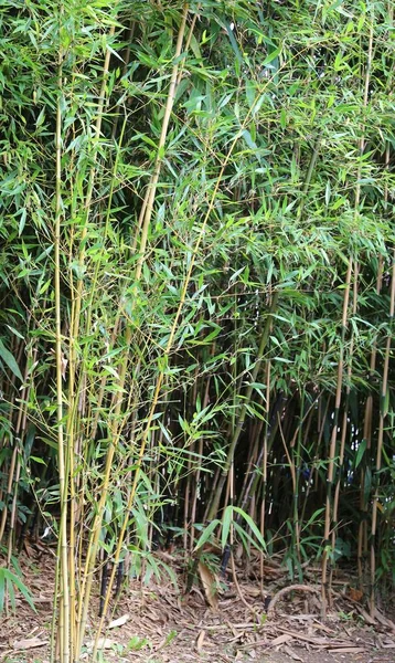 Tallos de bambú con hojas —  Fotos de Stock