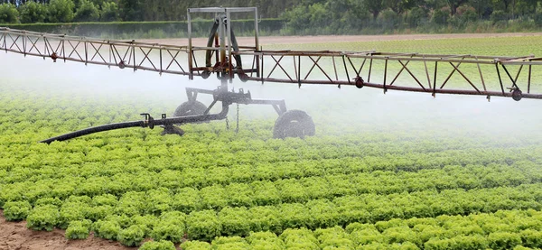 Sistem sprinklering otomatis dari ladang selada di musim panas — Stok Foto