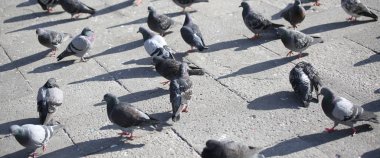 şehir meydanında gri güvercinler