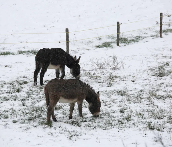 Donkeys graze icy grass in winter with snow — Stock Photo, Image