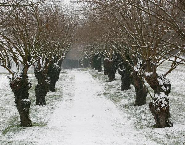 Landsväg med mullbär och snö under vintern — Stockfoto
