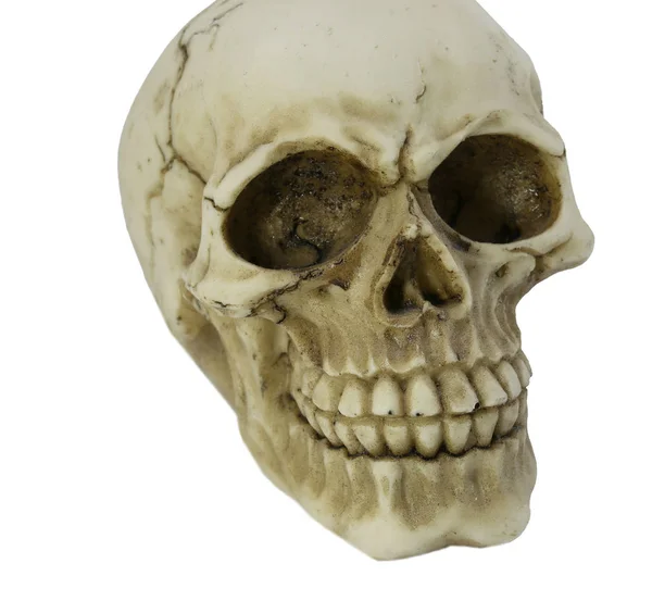 Model of human skull grinding — Stock Photo, Image