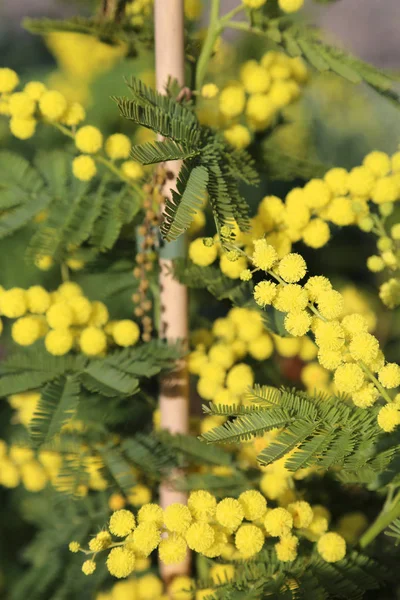 Sárga mimosa — Stock Fotó