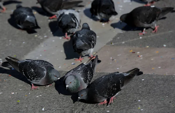 Muchas palomas grises en la plaza de la ciudad — Foto de Stock