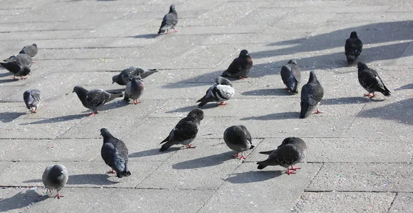 Muitos pombos na praça principal da cidade — Fotografia de Stock