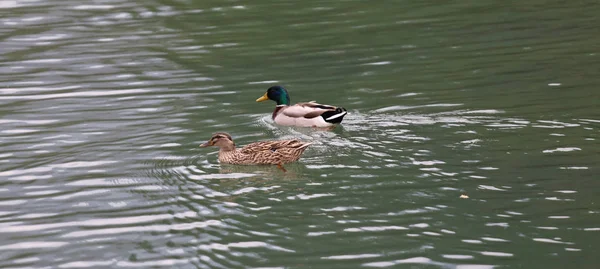 A duck and a mallard swim side by side in a lake — Stock Photo, Image