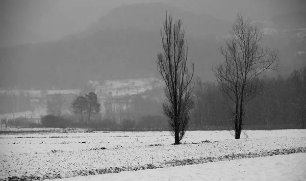 Deux arbres au milieu de la prairie avec un peu de neige et bla — Photo