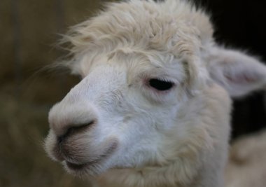 bir hayvanat bahçesi muhafaza içinde bir alpaka burun